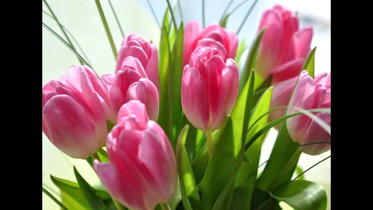Благодарю за поздравление с 8. Розовые тюльпаны. Тюльпаны открытка. Открытки с весенними цветами.
