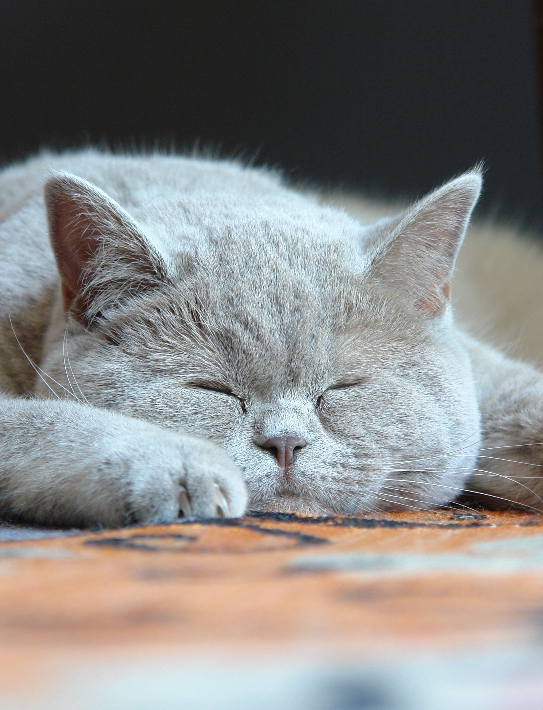 Безумно спокойный. Спящий котэ. Спящие кошки. Сонный котик. Спокойная кошка.