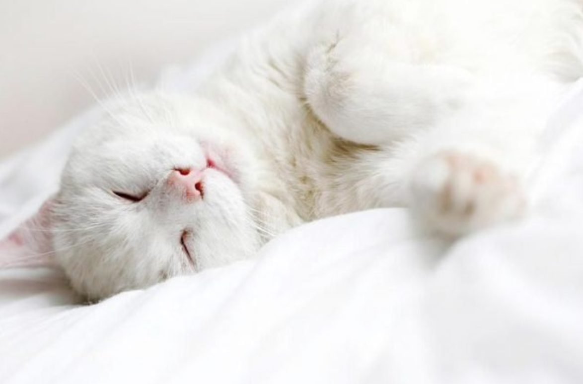 Пушистые котята спят. Спящие котята. Спящий котик. Белый котик. Спящий белый котенок.