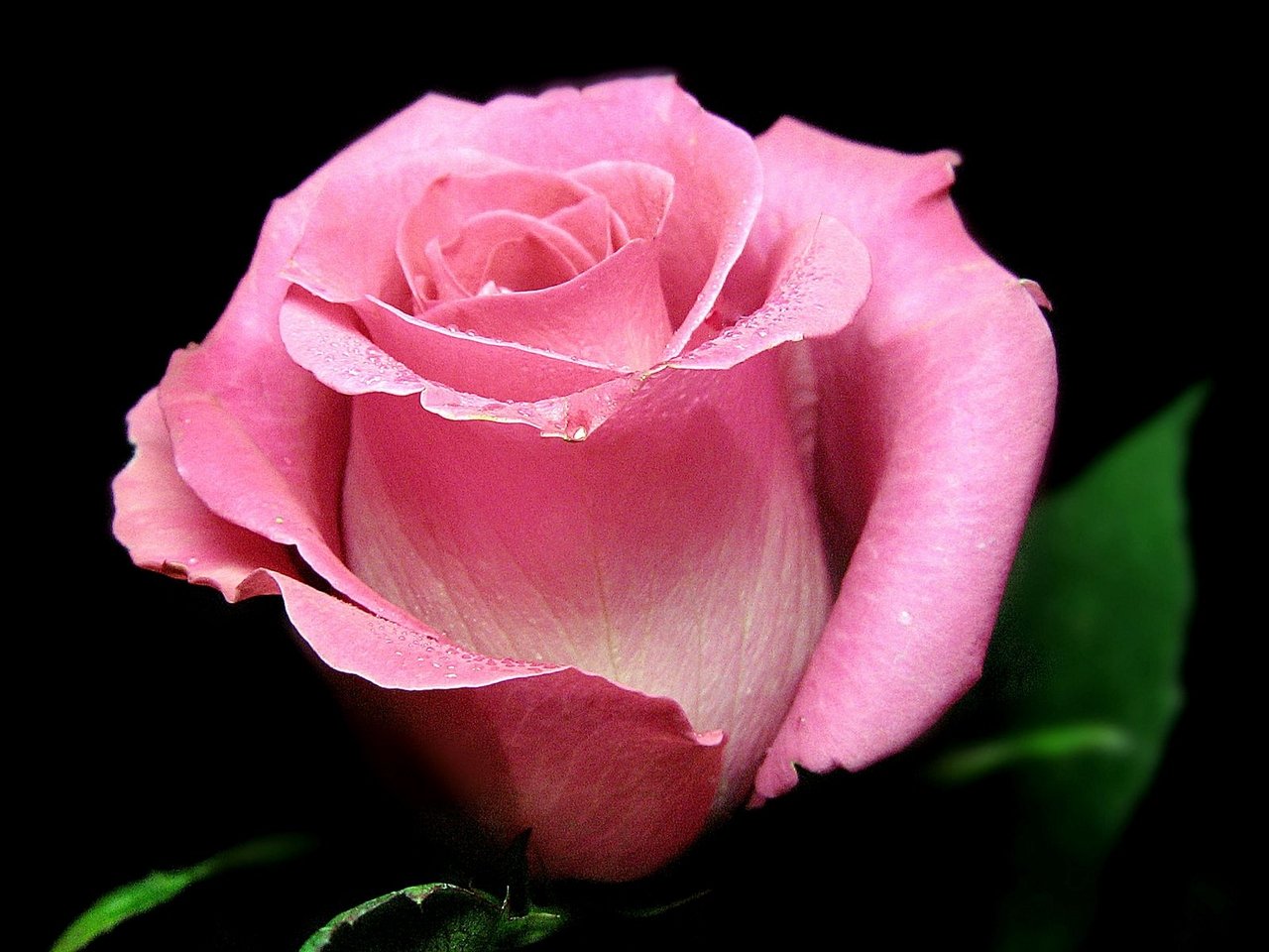 Видео поздравления лене. Красивые розы. Розы фото. Цветы розы розовые. Открытки с розами.