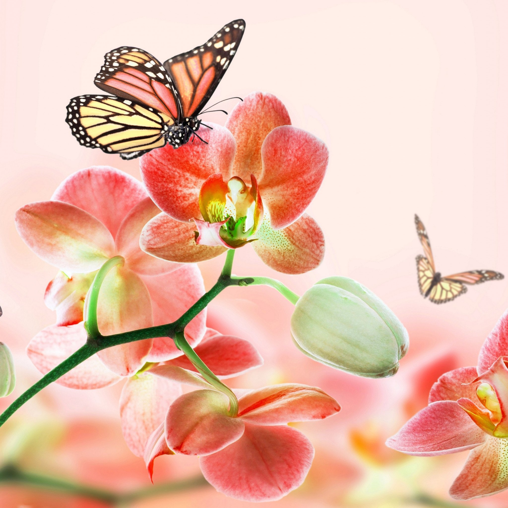 Красивые картинки бабочек и цветов