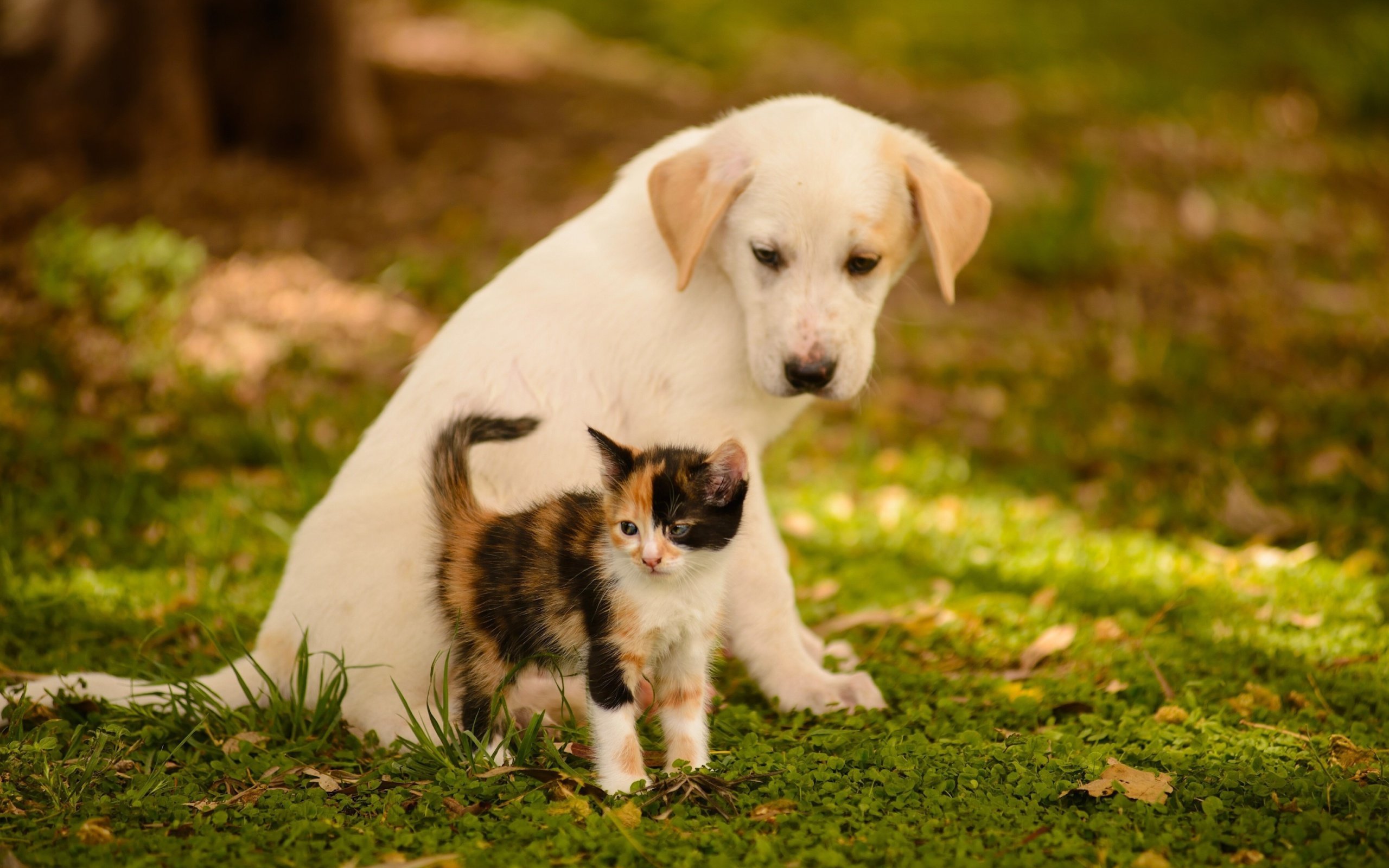 Фото собак с кошками