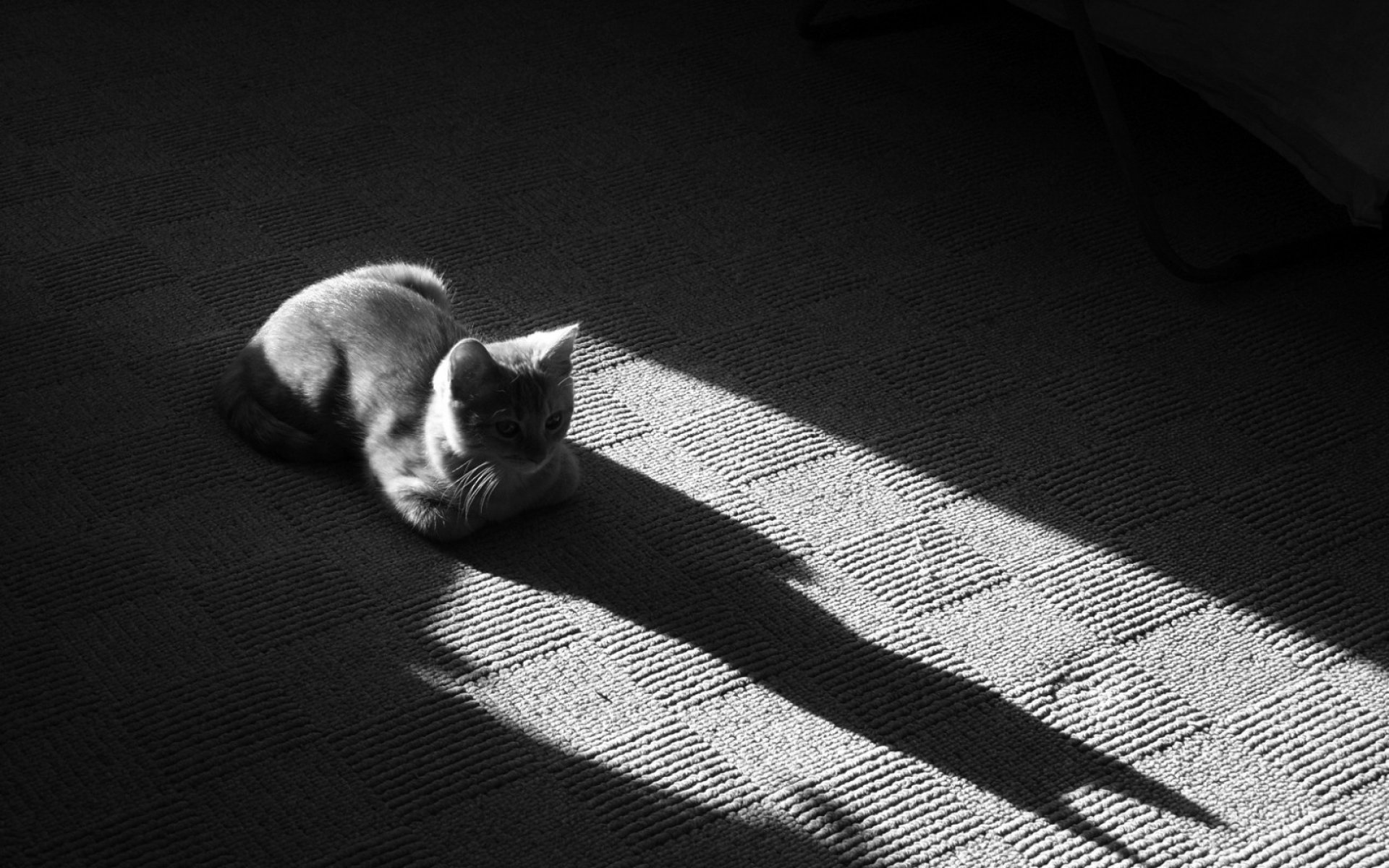 Carpet shadow