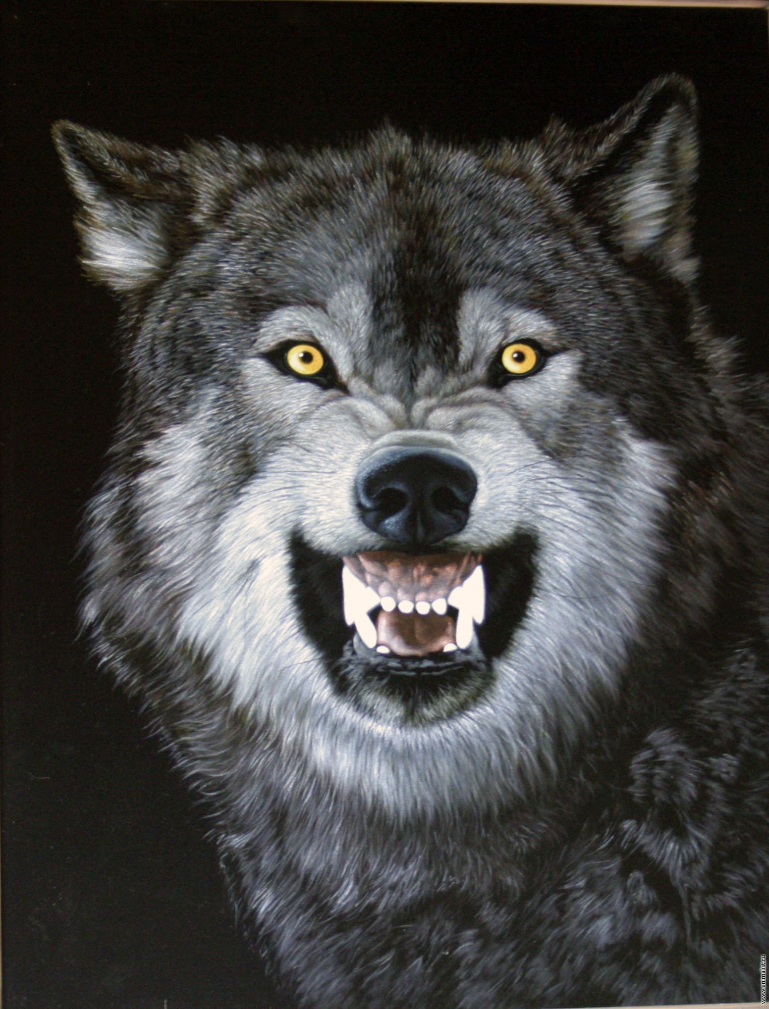 Волк на телефон оскал. Оскал волка. Оскал волка картинки. Злой волк. Морда волка оскал.
