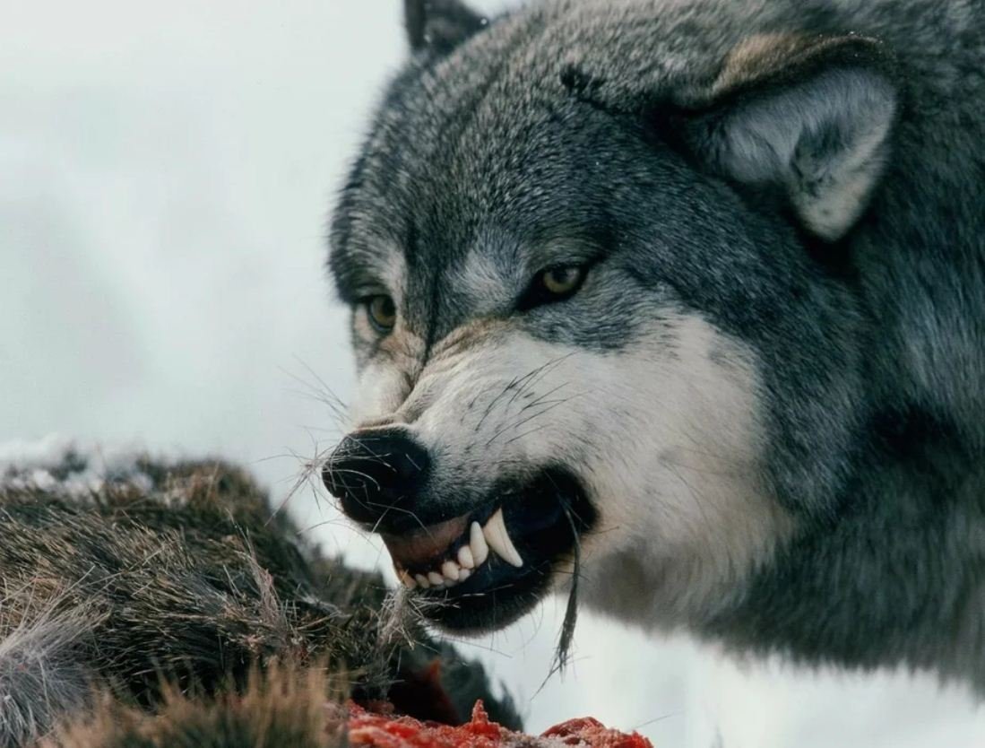Злой оскал. Волчий оскал. Злой волк. Оскал волка. Красивый оскал волка.