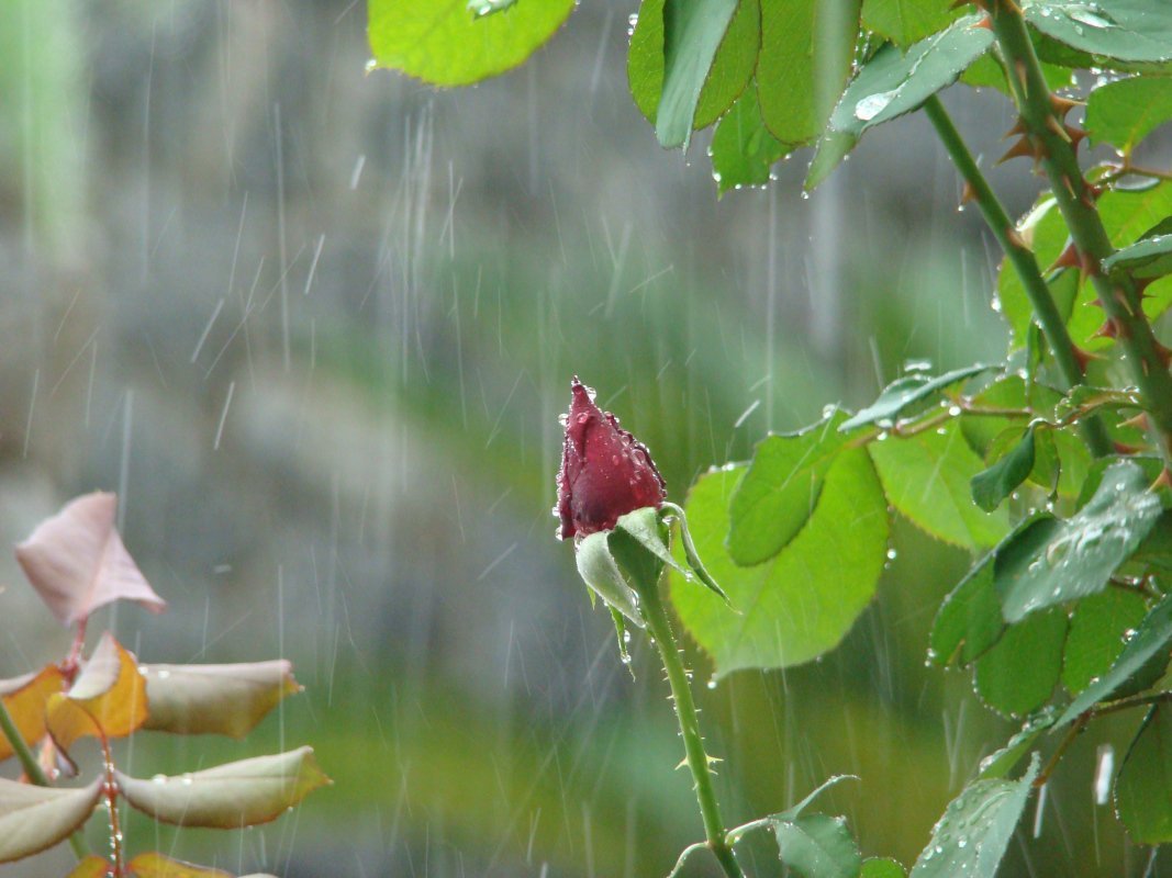 доброго дождливого утречка картинки