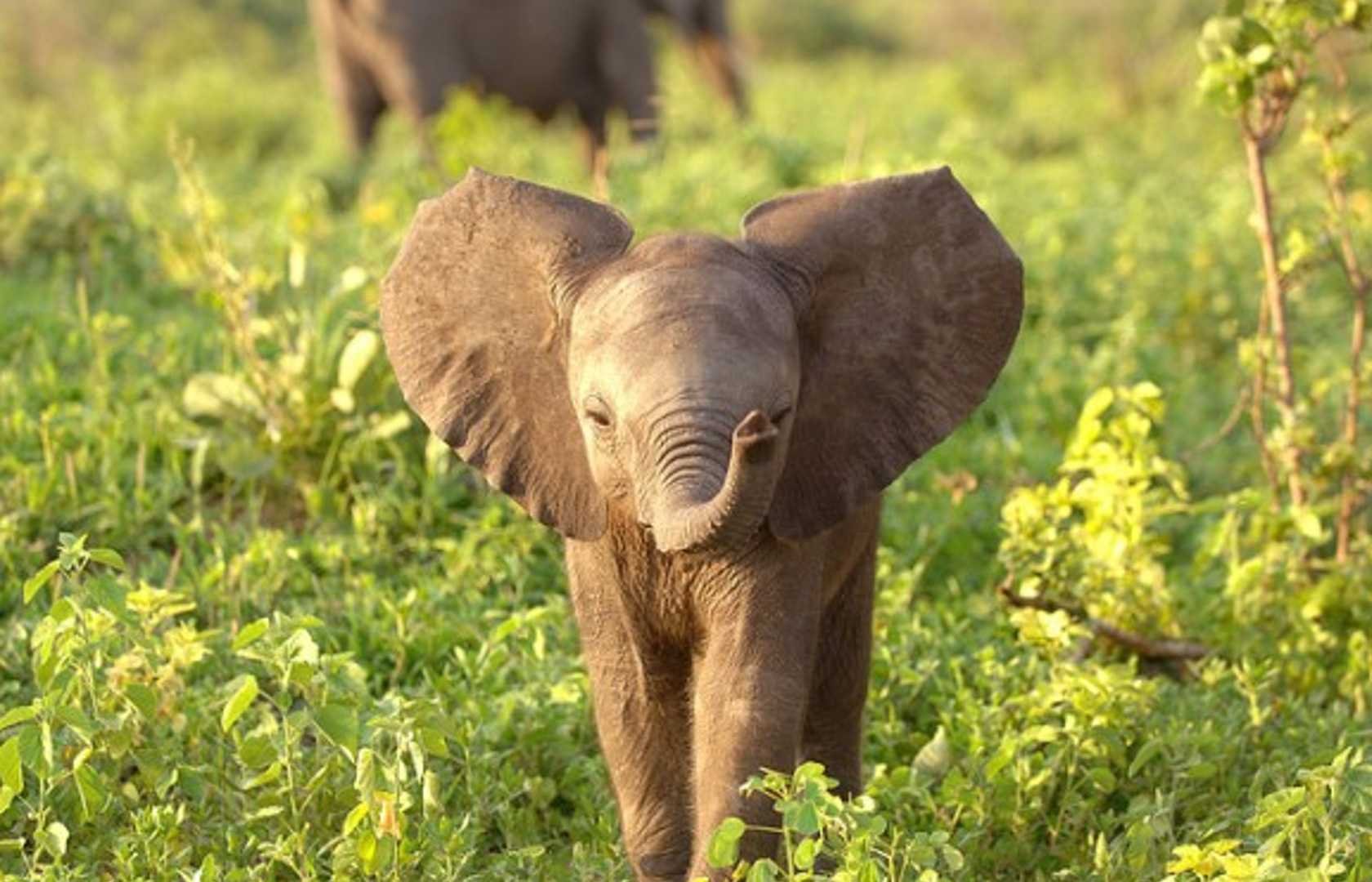Милый слоник