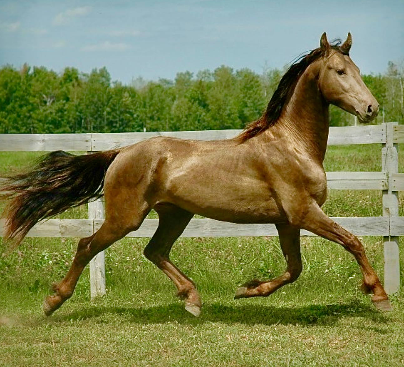 Порода самой дорогой лошади