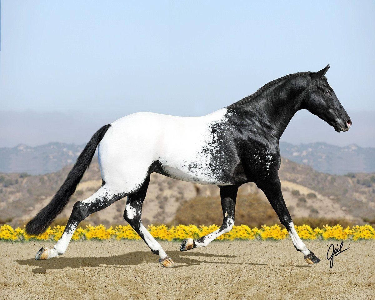 Черный цвет лошади. Аппалуза Вороная. Пегий марвари. Пегий ахалтекинец. Ахалтекинская лошадь Аппалуза.