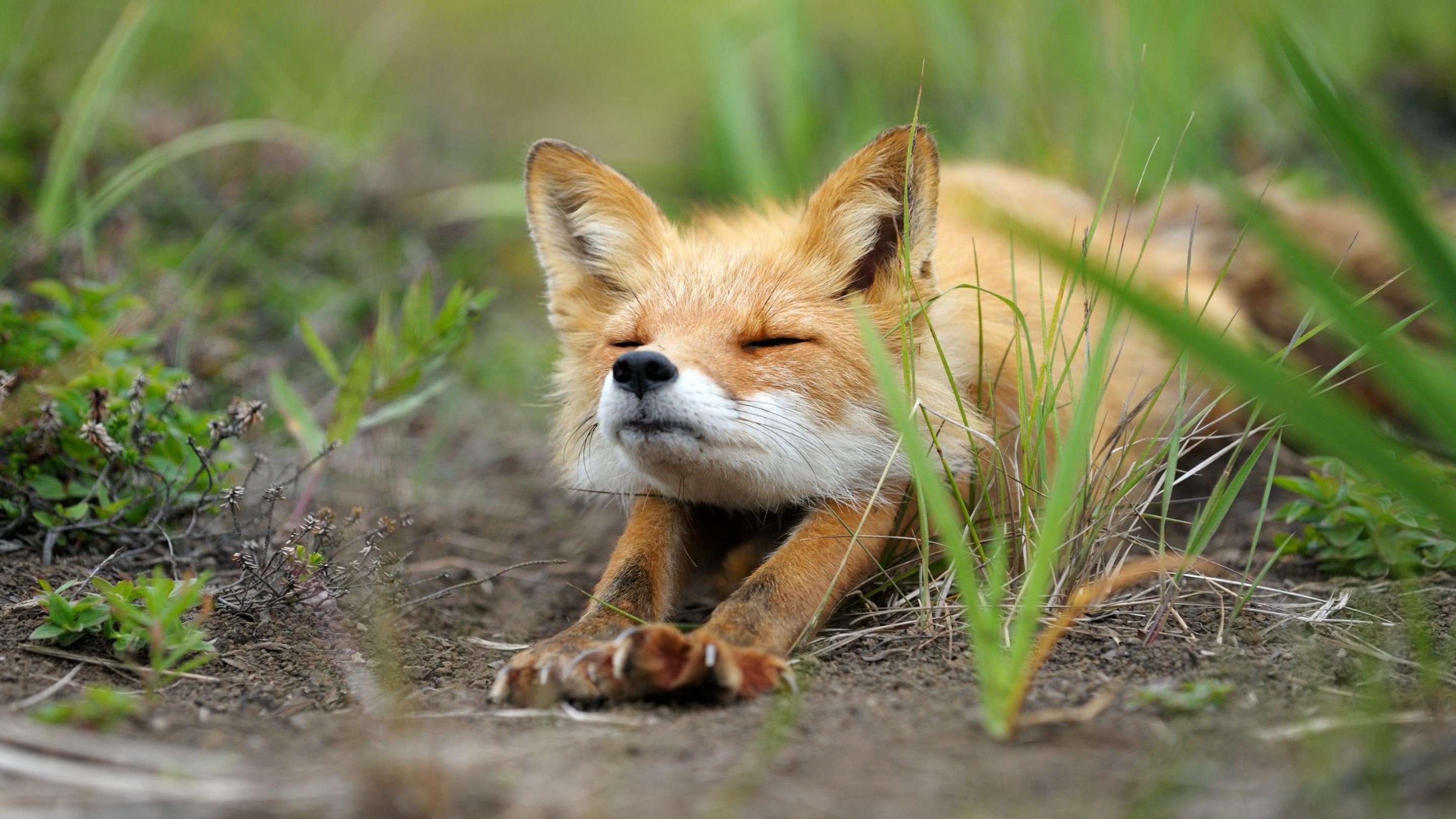 Затаивание лисицы в укромном месте перед нападением. Лисьи потягушки. Милая лиса. Природа и животные.