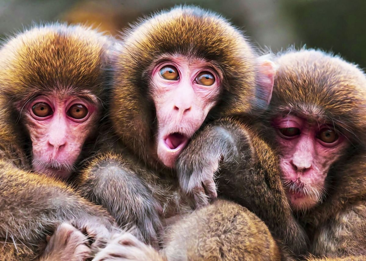 Три обезьянки