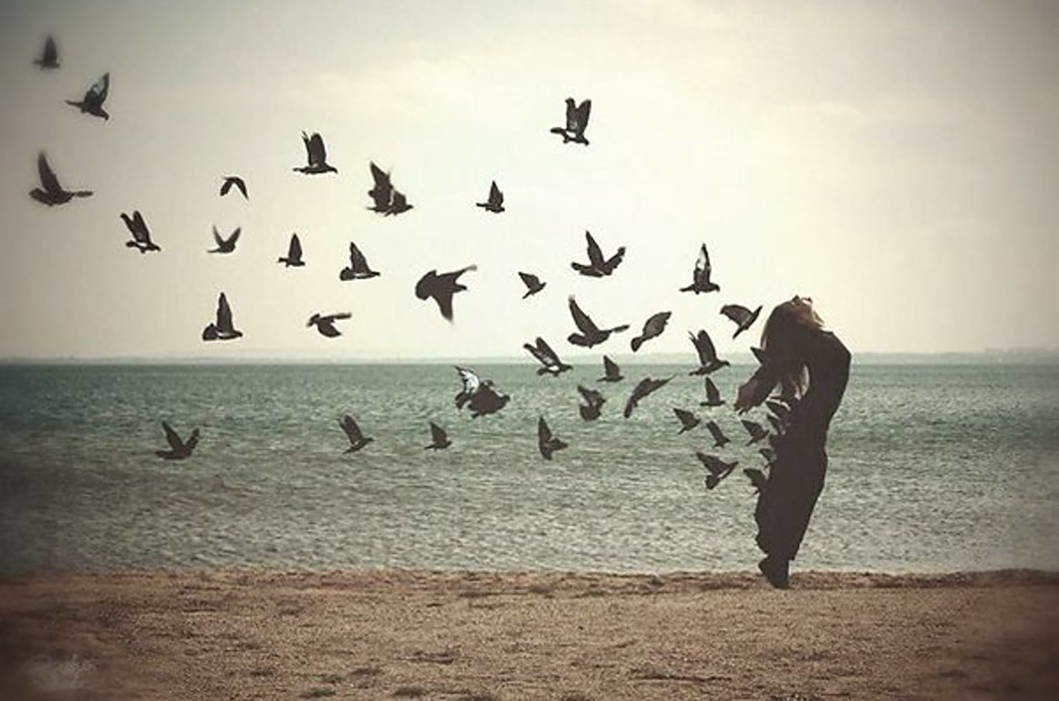 Найти песню отпустить. Птицы улетают. Птица свободы. Птицы разлетаются. Птицы в небе.