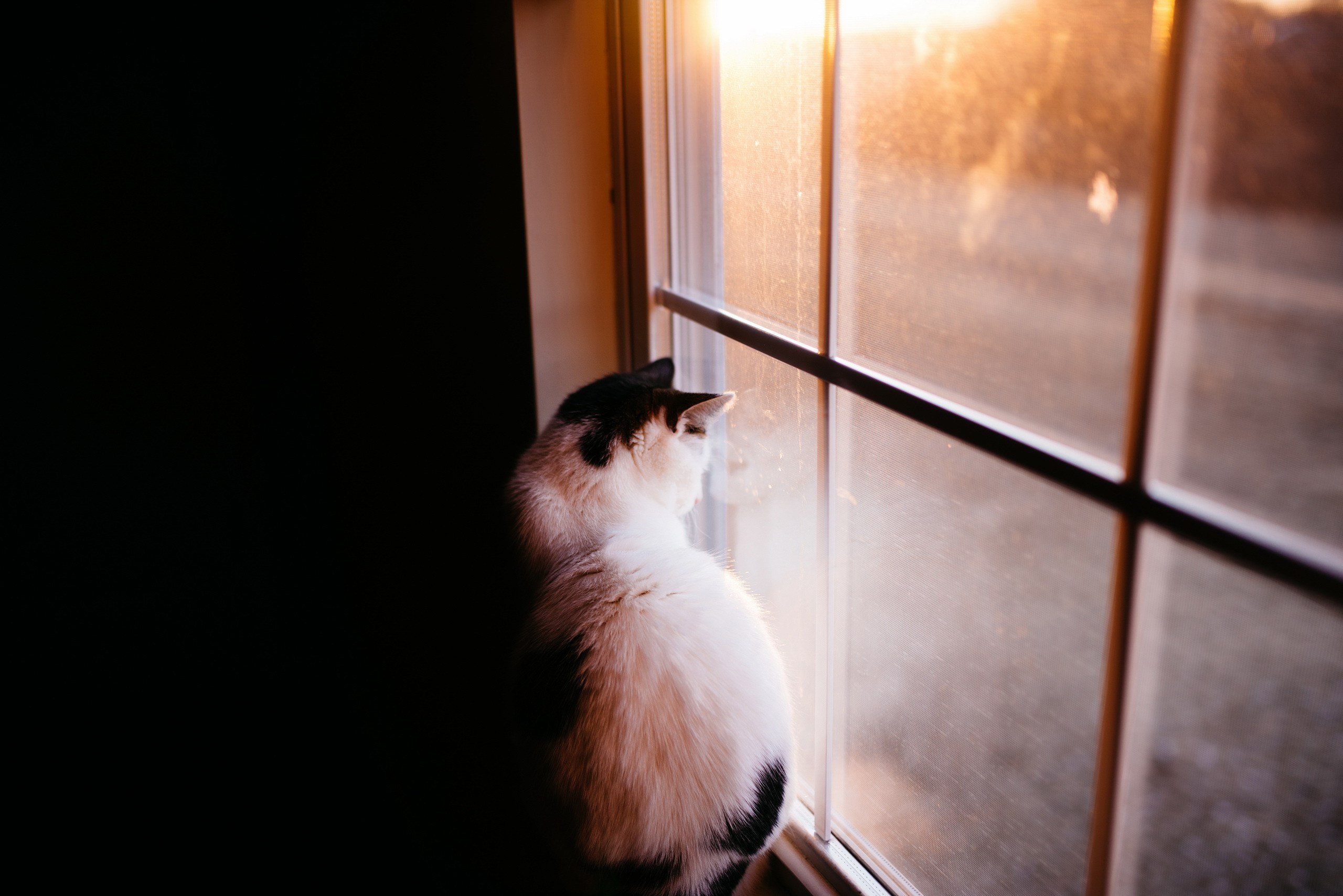 Кот на карнизе. Кошка на окне. Кот глядит в окно. Кот сидит на окне. Кошки на окошке.
