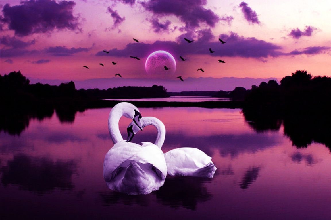 Доброй ночи романтично. Лебеди. Красивые лебеди. Сиреневый лебедь. Лебеди под луной.