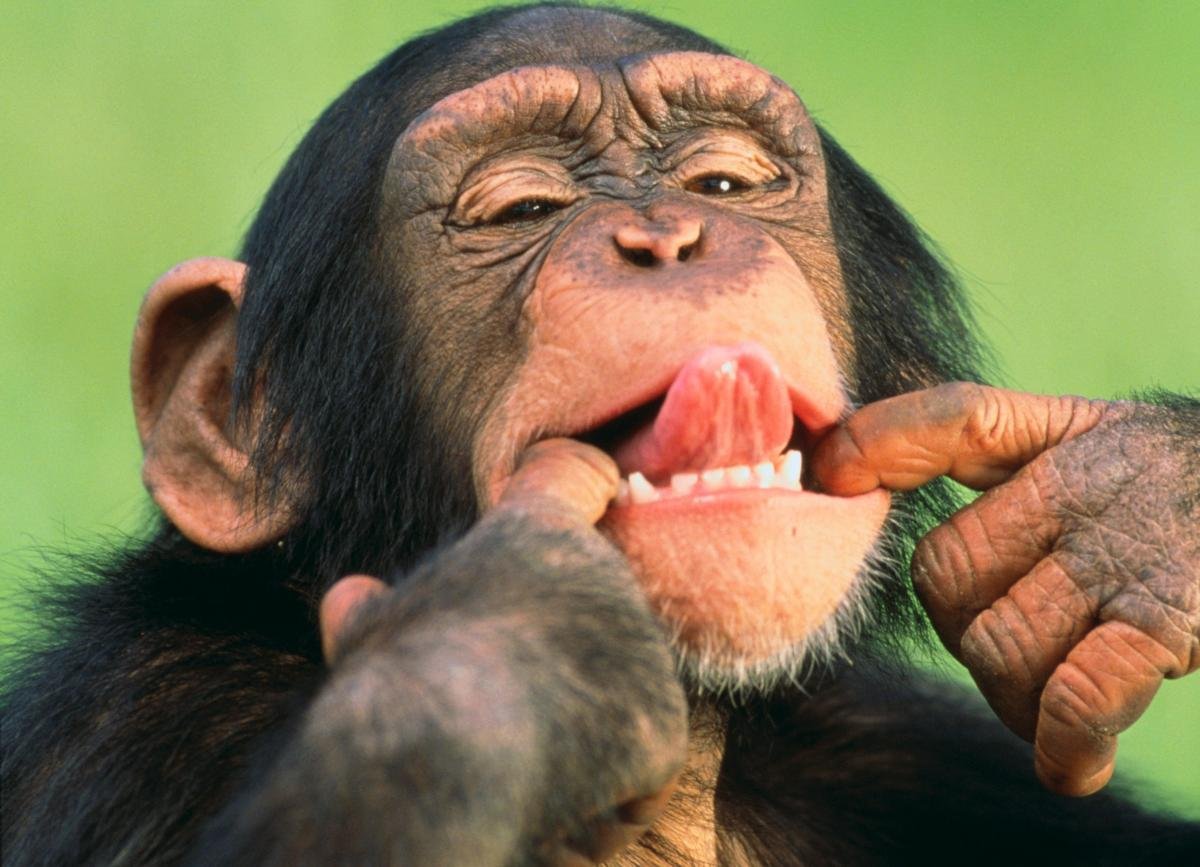 Фото смешной обезьянки. Кунац меймун. Шимпанзе. Смешные обезьяны. Обезьянка с языком.