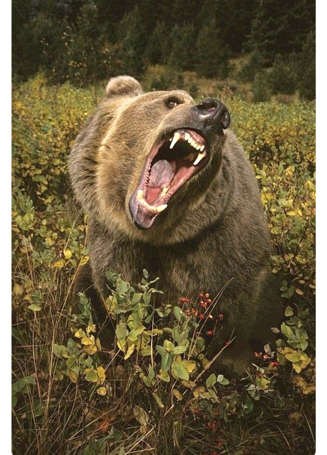 Разъярил медведя. Гризли Беар. Медведь Гризли злой. Грозный медведь Гризли. Медведь Гризли оскал.