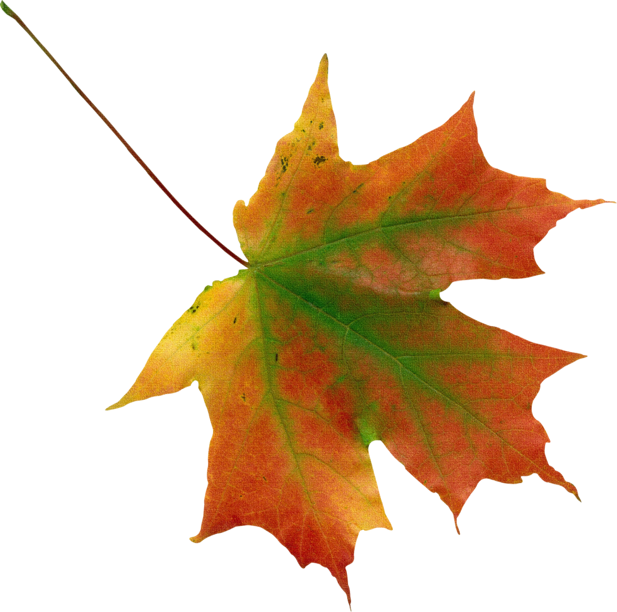 Листья картинки. Осенний кленовый листок. Осенние кленовые листочки. Осенние листья клена. Осенние листья на прозрачном фоне.