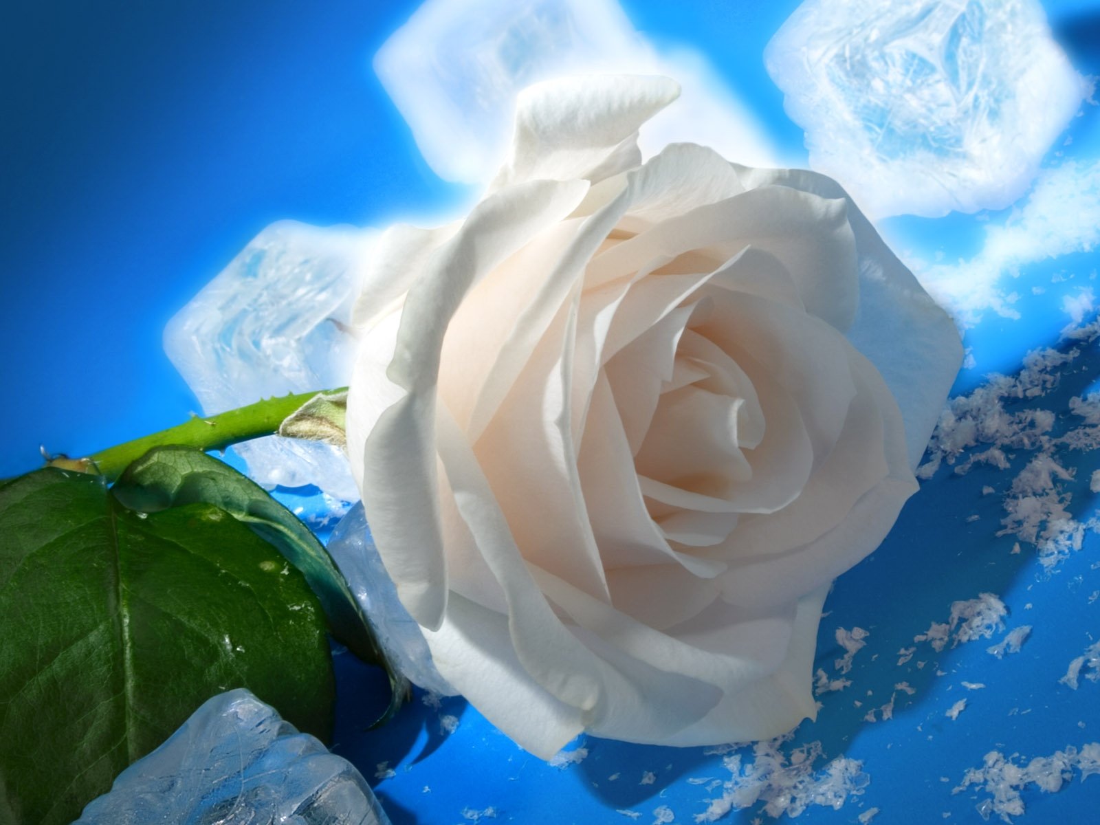Белая роза на фоне неба