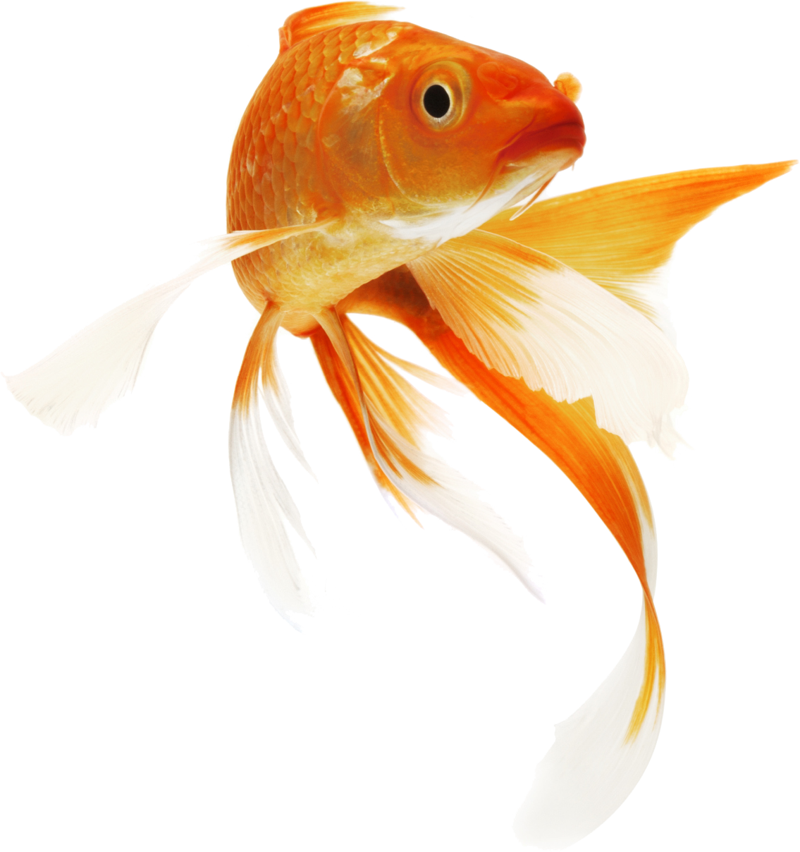 Фото золотая рыбка для детей на прозрачном фоне