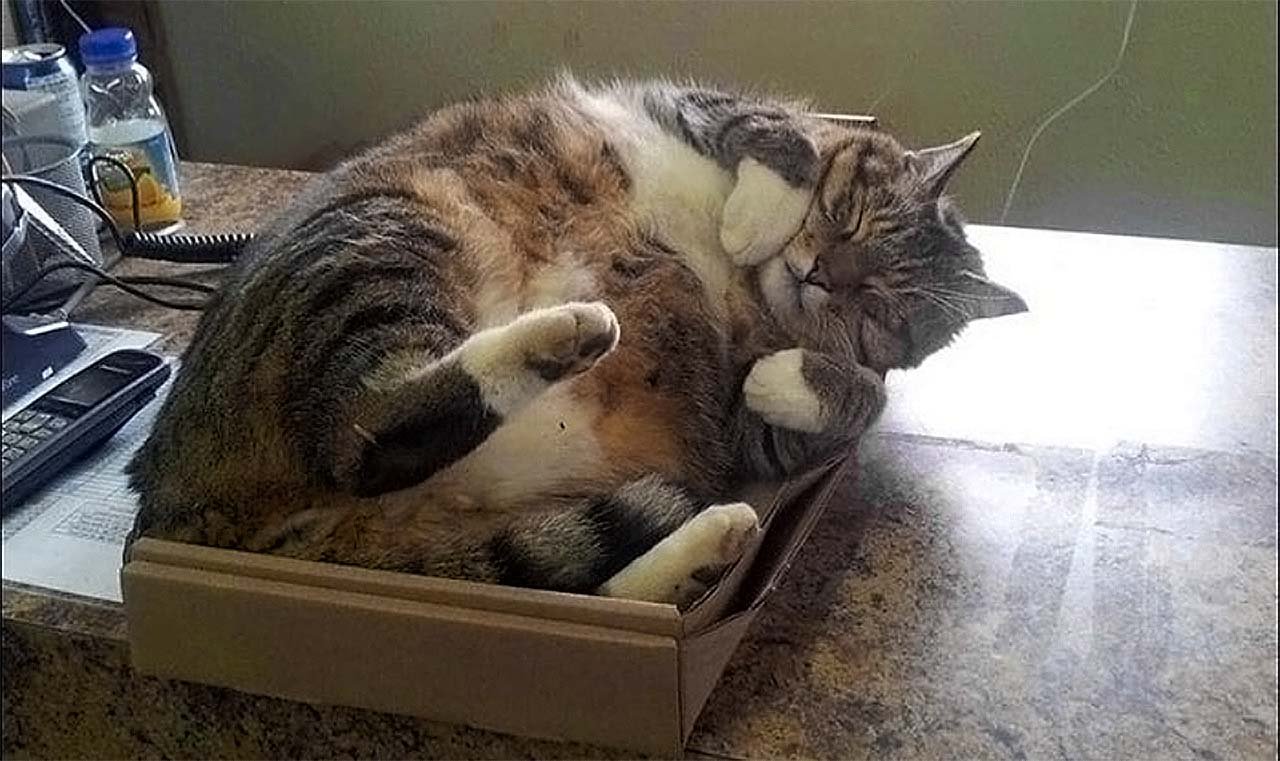 Включи котики устали громкость. Толстый кот лежит пузом кверху. Уставший котик. Толстый кот в коробке.
