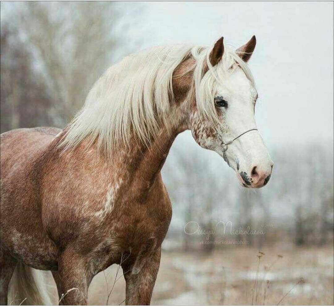 Чалая шерсть. Лошади породы Шагия. Шагия Арабиан. Шагия араб лошадь. Альбинос масть лошади.