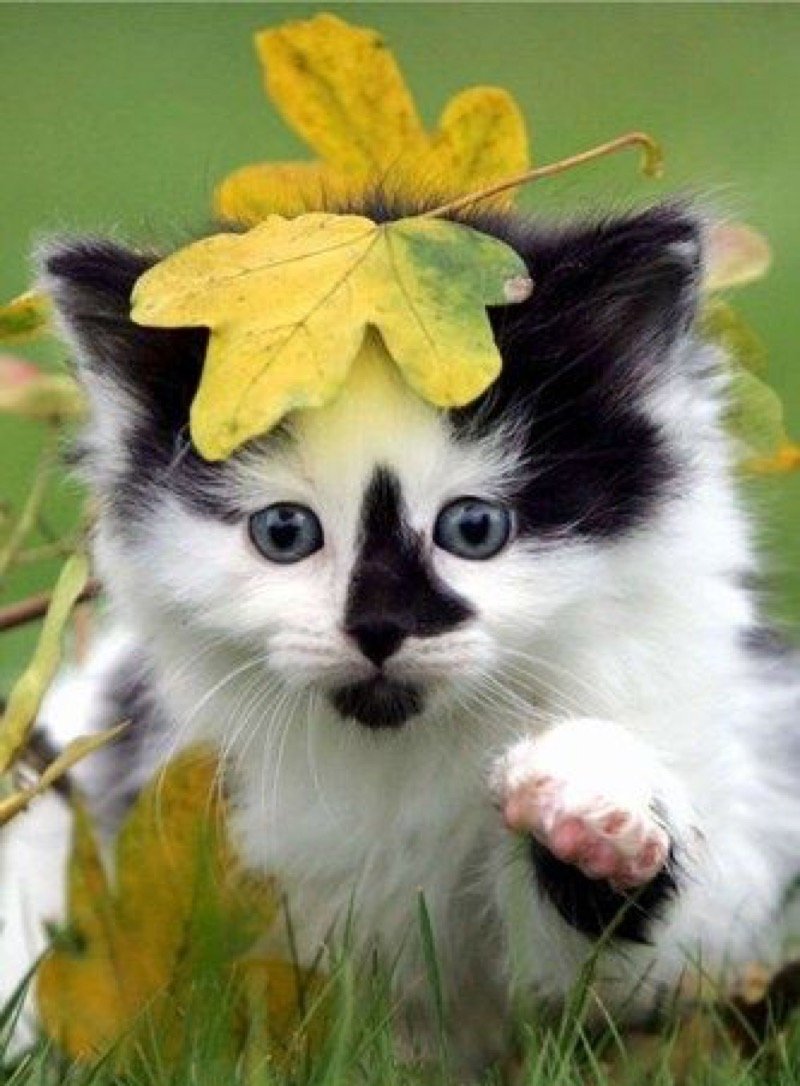 Красивые прикольные картинки дня. Позитивные животные. Симпатичные животные. Красивые и милые животные. Котики милые осенние.