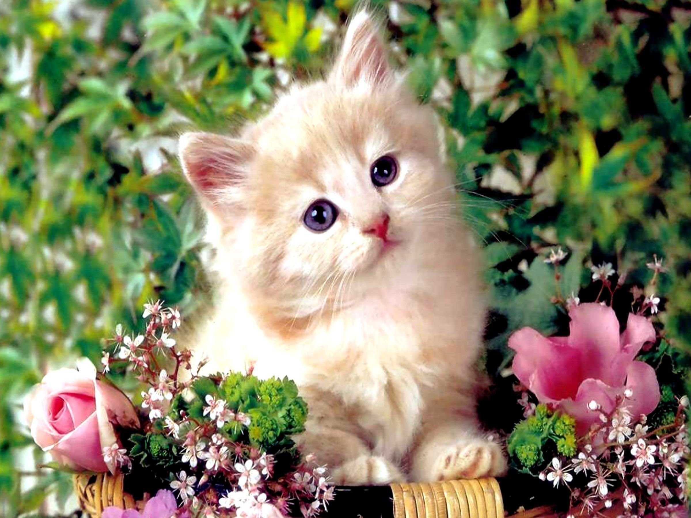Котенок любит играть с цветами. Красивые котята. Красивые котики. Красивые кошечки. Милые кошечки.