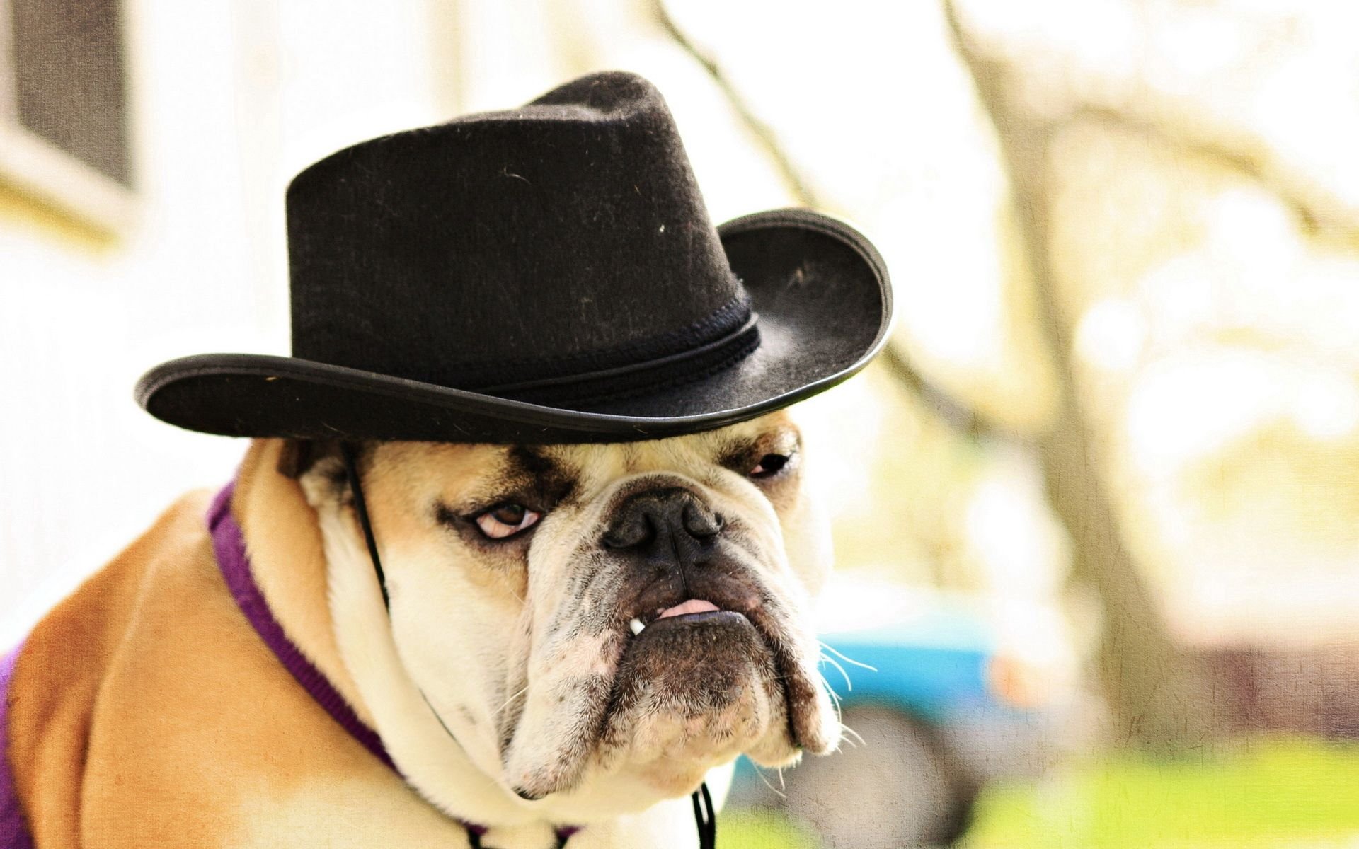 Животные шляпа. Собака в шляпе. Собачка в шляпке. Шляпки для собак. Крутая собака.
