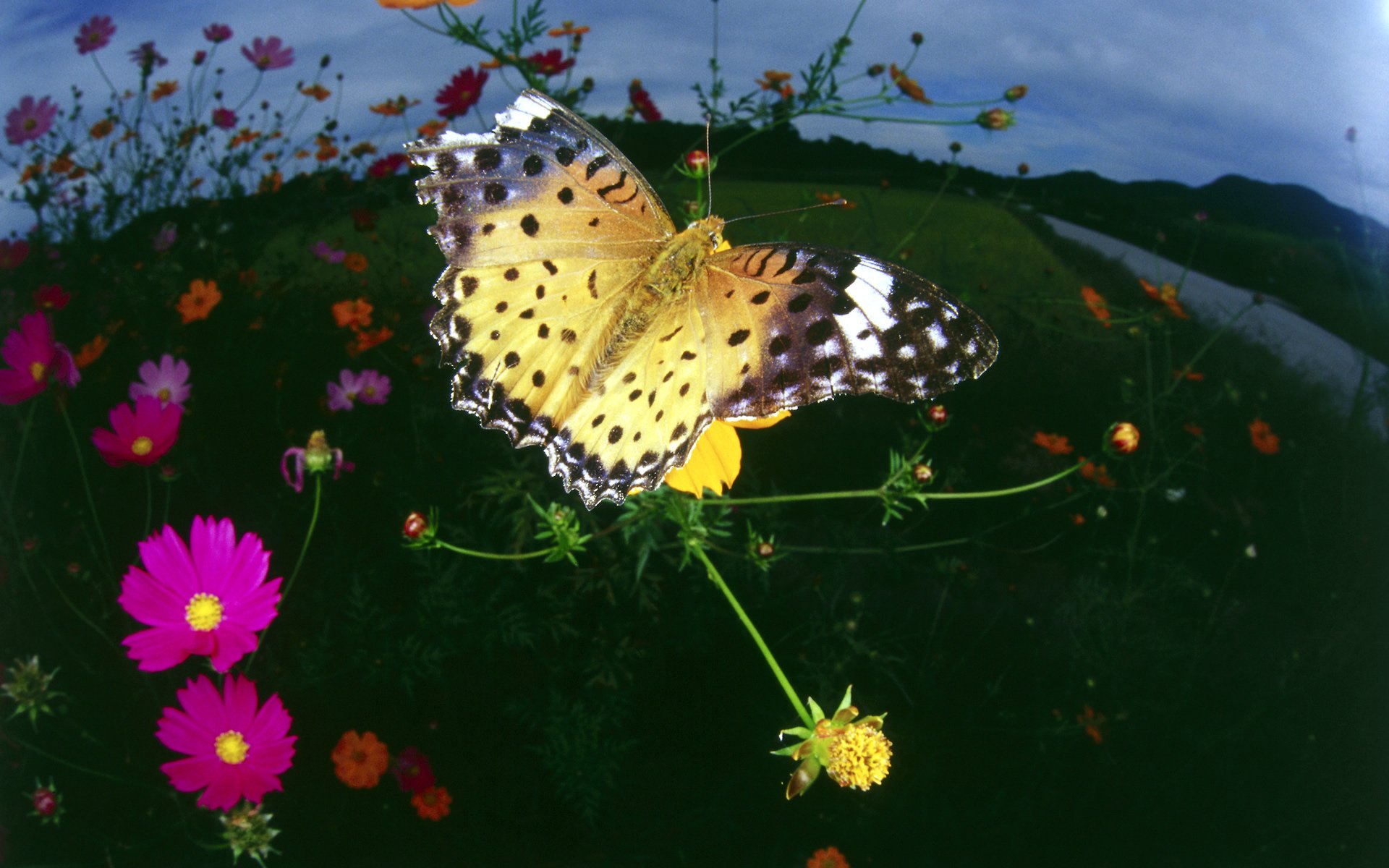 Тихо бабочки летают. Порхающие бабочки. Пейзаж с бабочками. Бабочки летают. Порхающие бабочки на цветах.