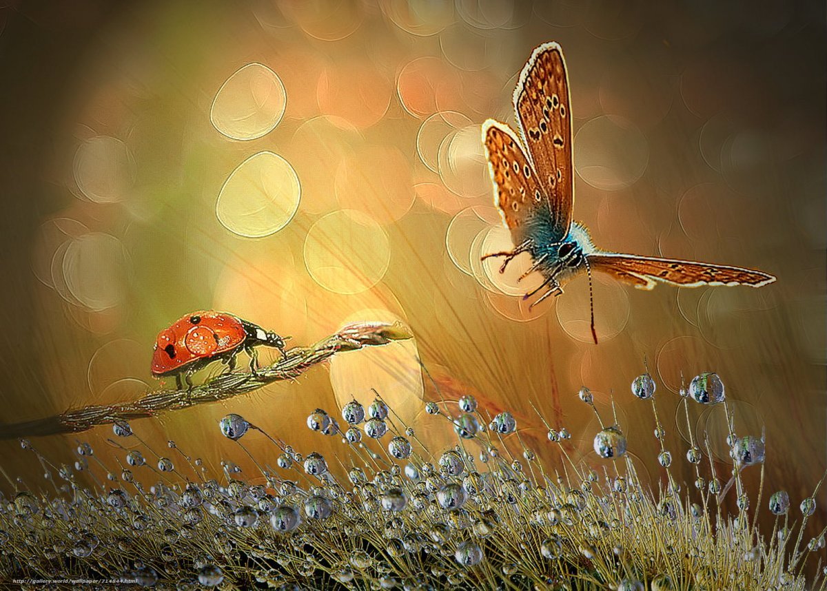 Тихо бабочки летают. Полет бабочки. Порхающие бабочки. Бабочка в полете. Картина бабочки.