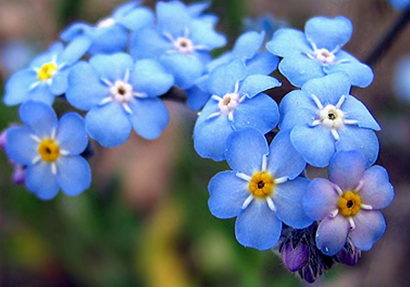 Цветок Резеда голубая