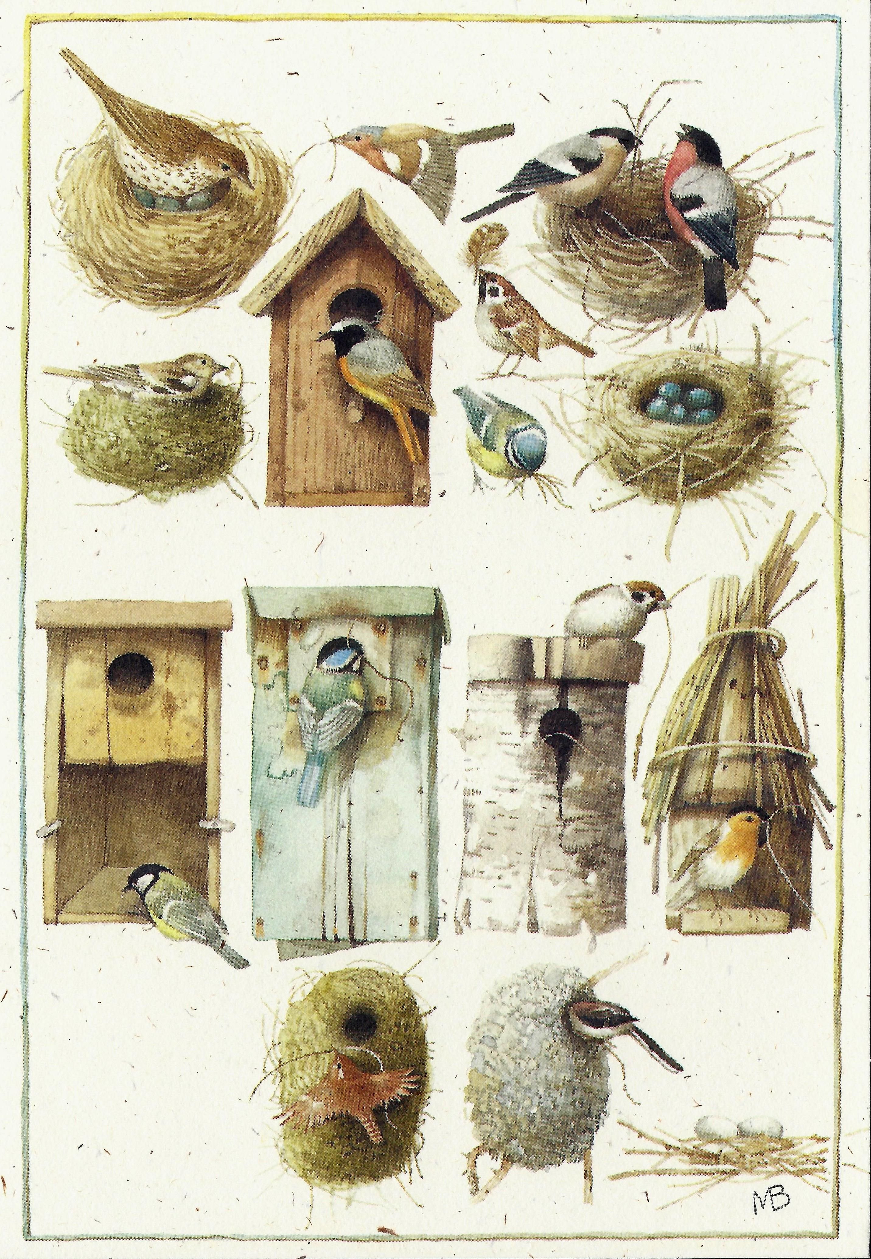 Гнезда разных птиц. Иллюстрации домиков Марджолин Бастин. Маржолин Бастин. Марджолен Бастин птицы.