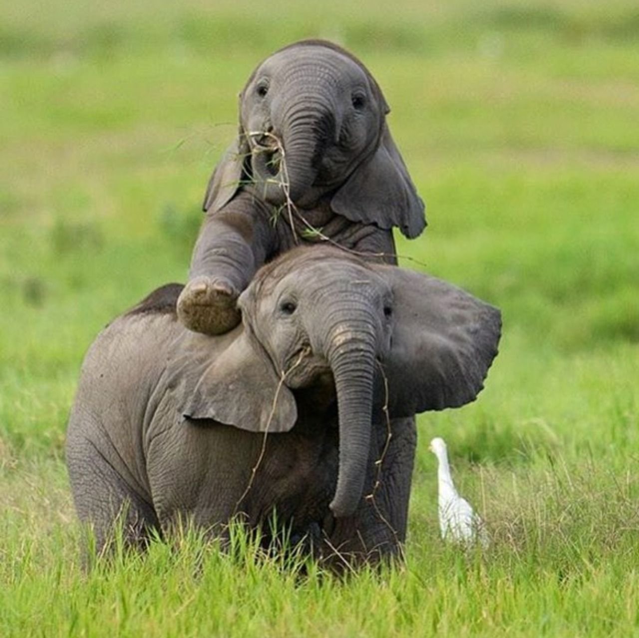 Веселый слоник. Слон и Слоненок. Смешные слоны. Красивый Слоненок. Милые слоны.