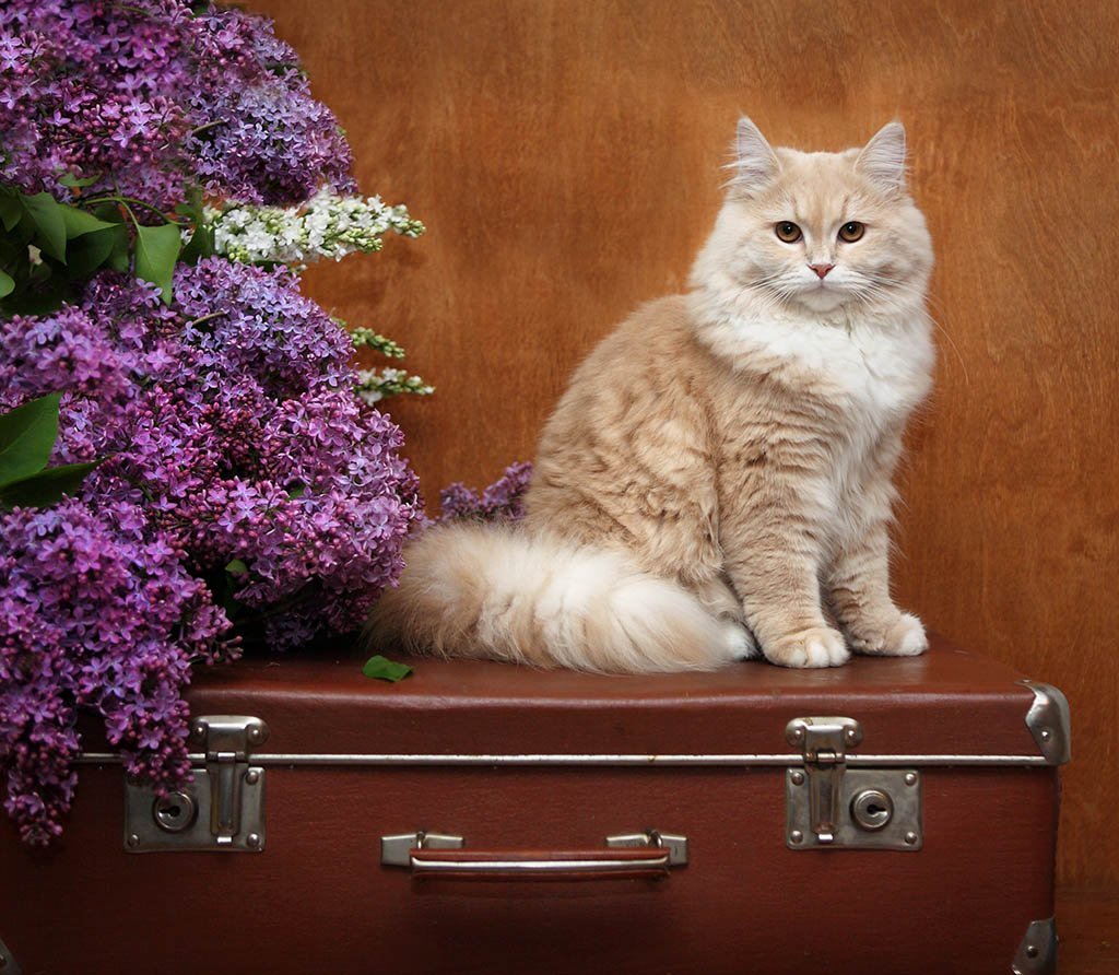 Прекрасная кошечка. Красивые коты. Красивый кот. Котенок с цветами. Шикарная кошка.