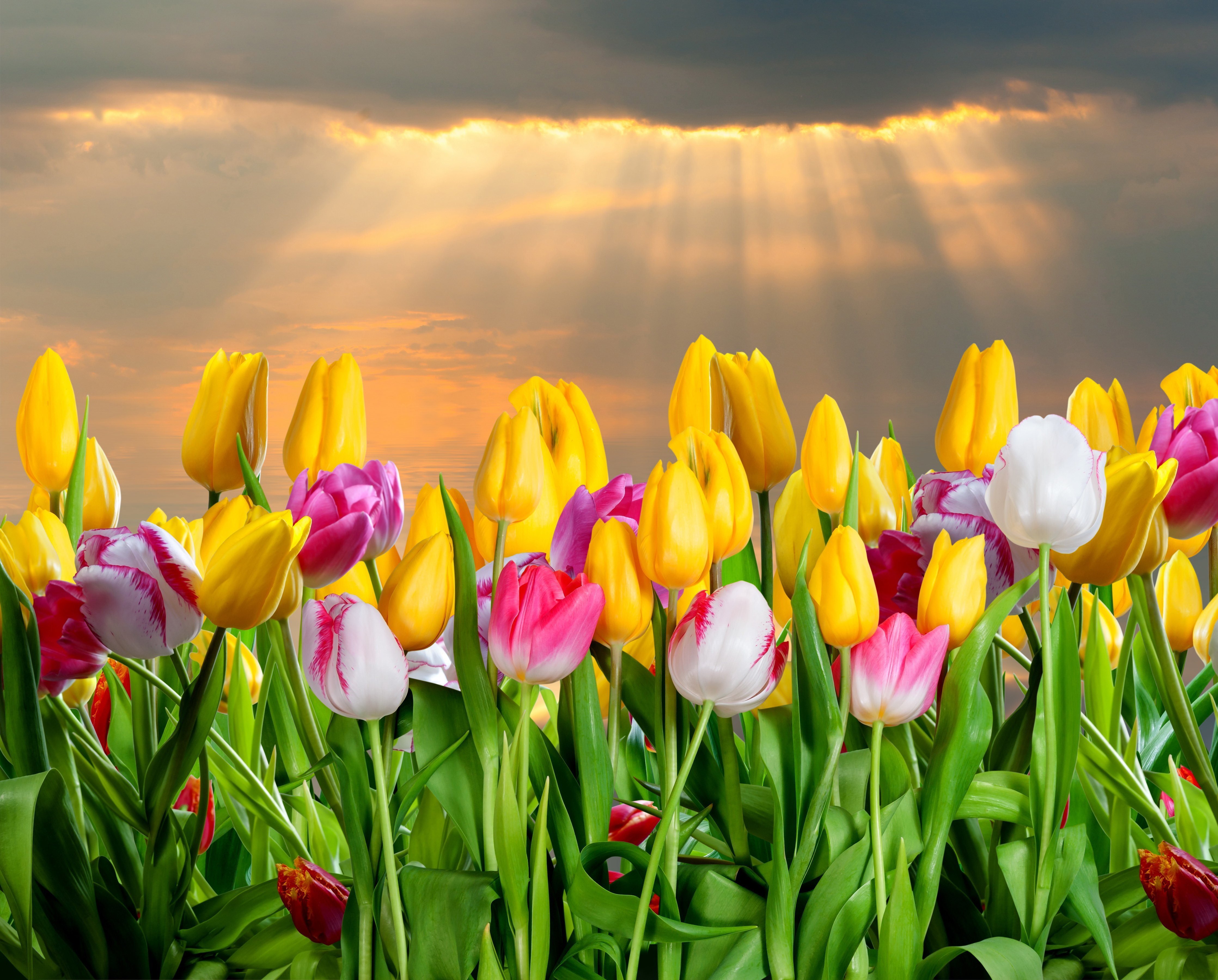 Тюльпаны картинки хорошего качества. Тюльпаны. Яркие весенние цветы. Весенние тюльпаны. Тюльпаны разноцветные.