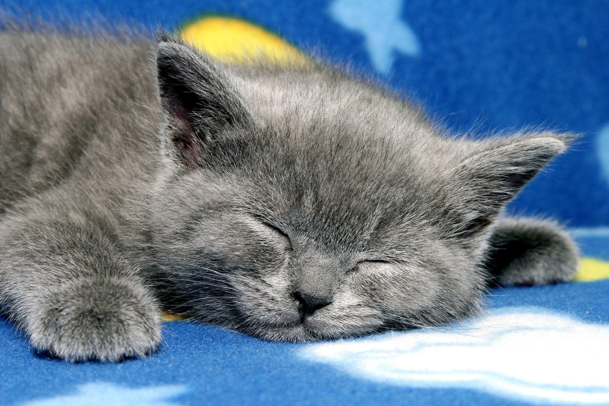Спокойно з. Спокойной ночи котики. Спокойной ночи с кошками. Спящие котята. Сладких снов котик.