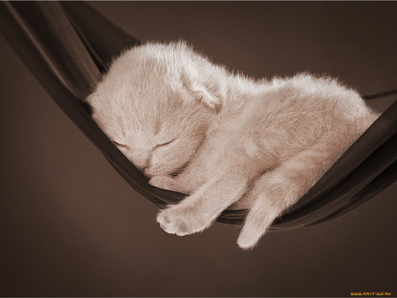 Спокойно ы. Котенок. Спокойной ночи!. Споки котенок. Доброй ночи кошки. Спок НОК котята.