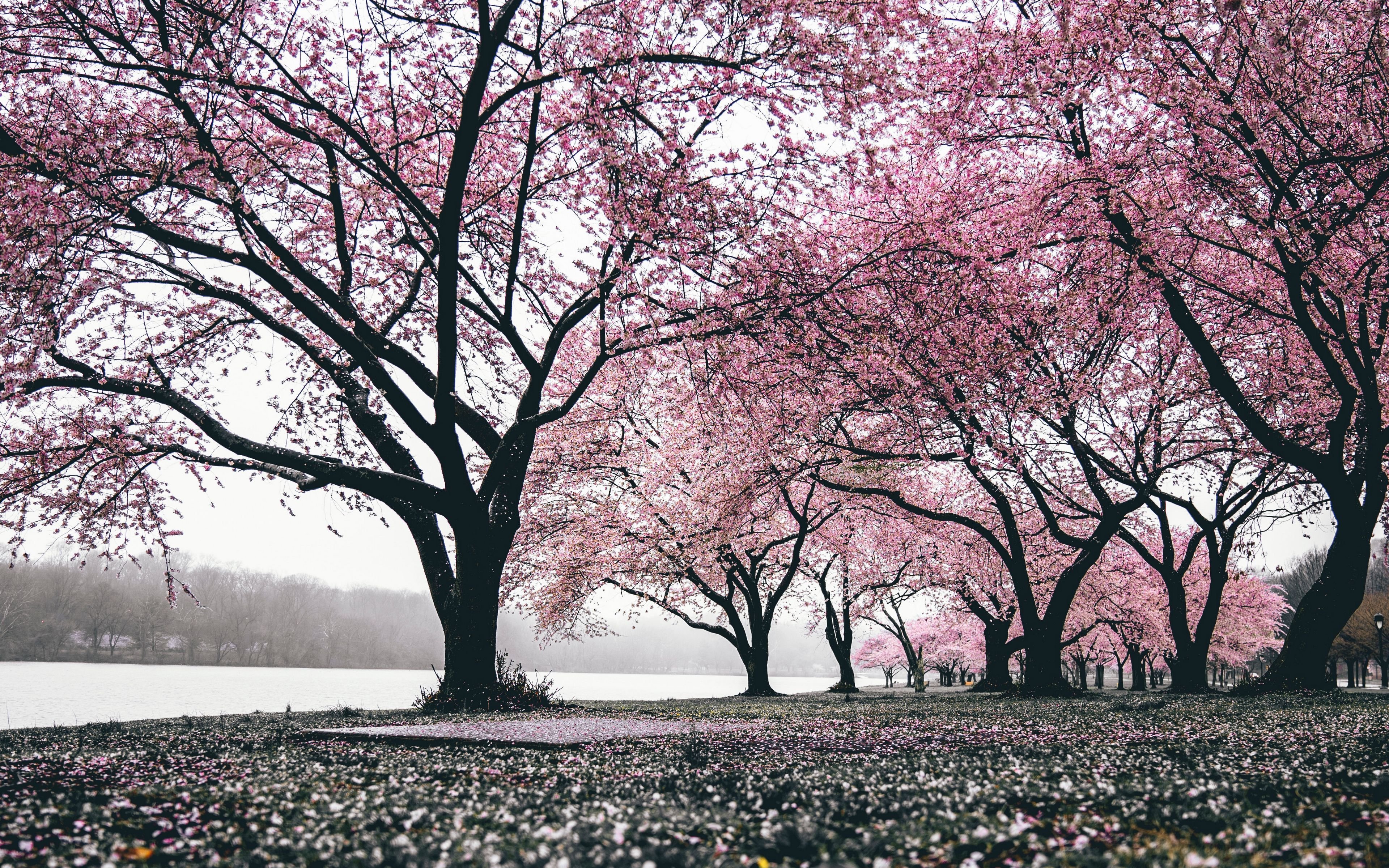 Cherry blossom отзывы. Черри блоссом дерево. Сакура черри блоссом дерево. Pink черри блоссом дерево деревья парк. Япония Сакура.