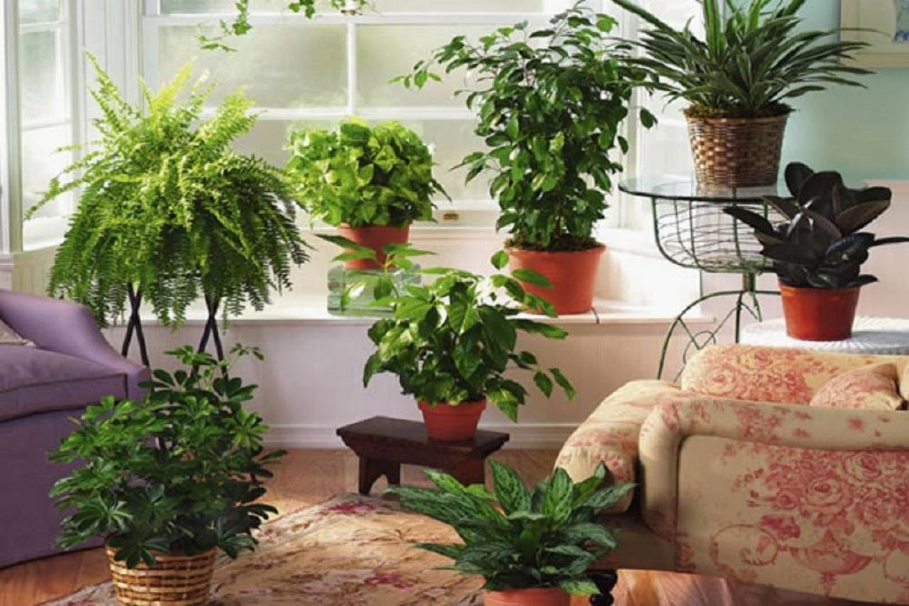 зеленые комнатные растения не цветущие фото