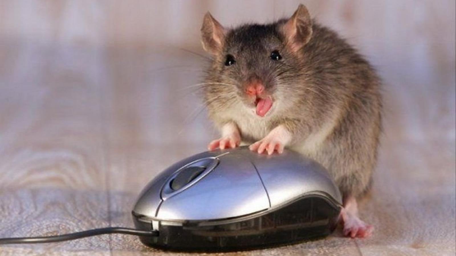 Смешные мышки