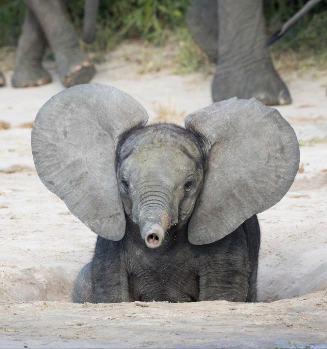 Веселый слоник. Слонёнок Дамбо Таиланд. Смешной Слоненок. Прикольный Слоник. Смешные слоны.