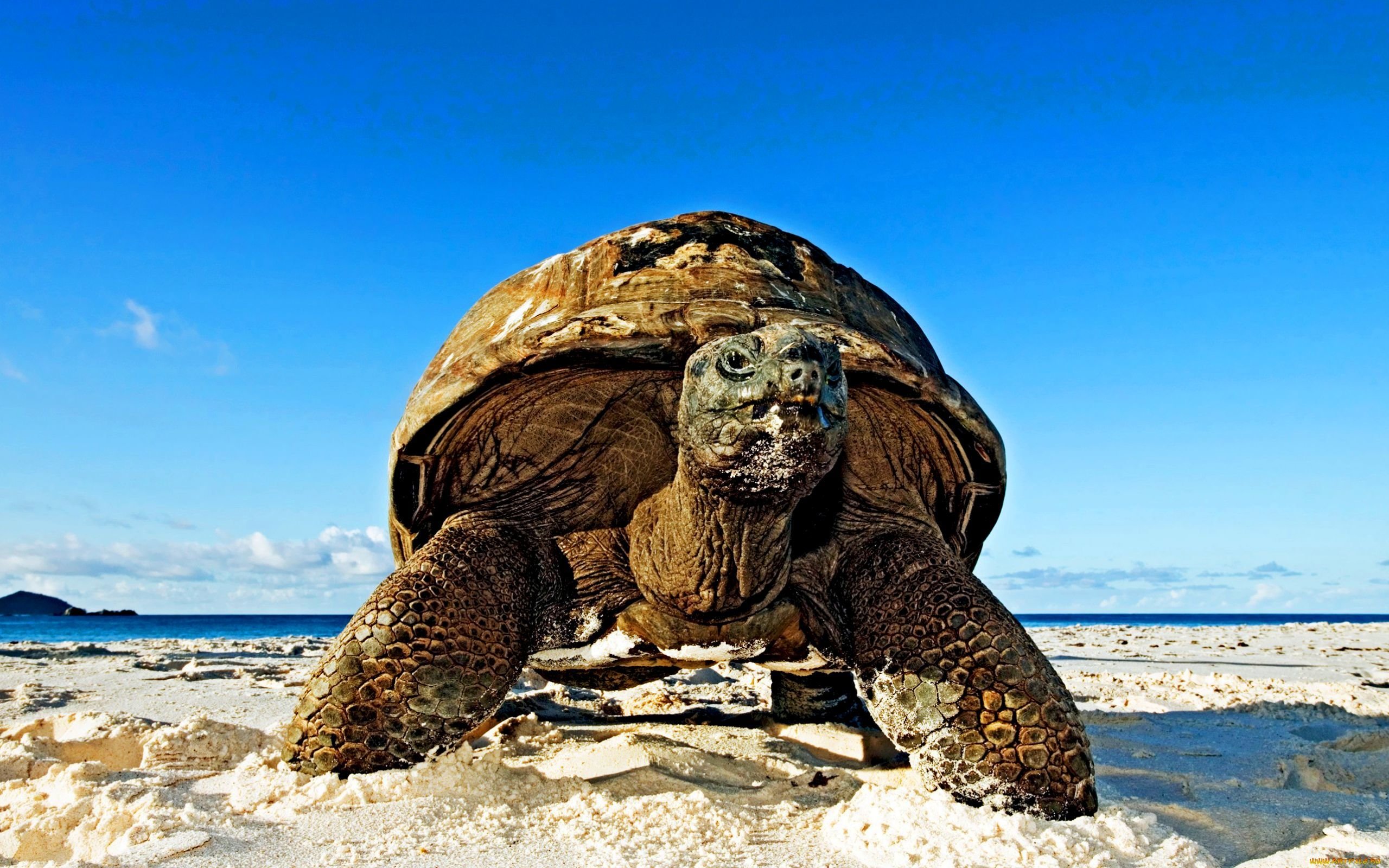 Turtle pro. Дермохелис черепаха. Морская черепаха Галапагосские острова. Черепашья бухта Сейшелы. Дальян черепахи.