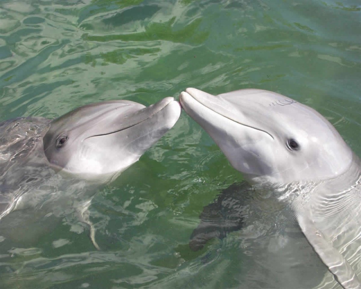 Дельфин живет в воде. Дельфин-Афалина. Дельфин Афалина и рыбы. Дельфин Тихоокеанский Афалина. Австралийский курносый Дельфин.