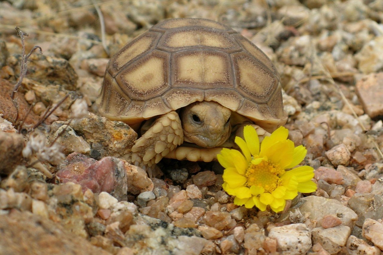 Красивая черепаха