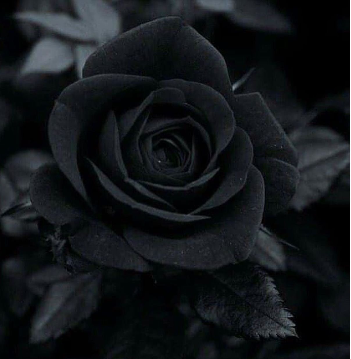 Черная картинка. Черная роза. Эстетика чёрного цвета. Черный цвет. Мрачные цветы.
