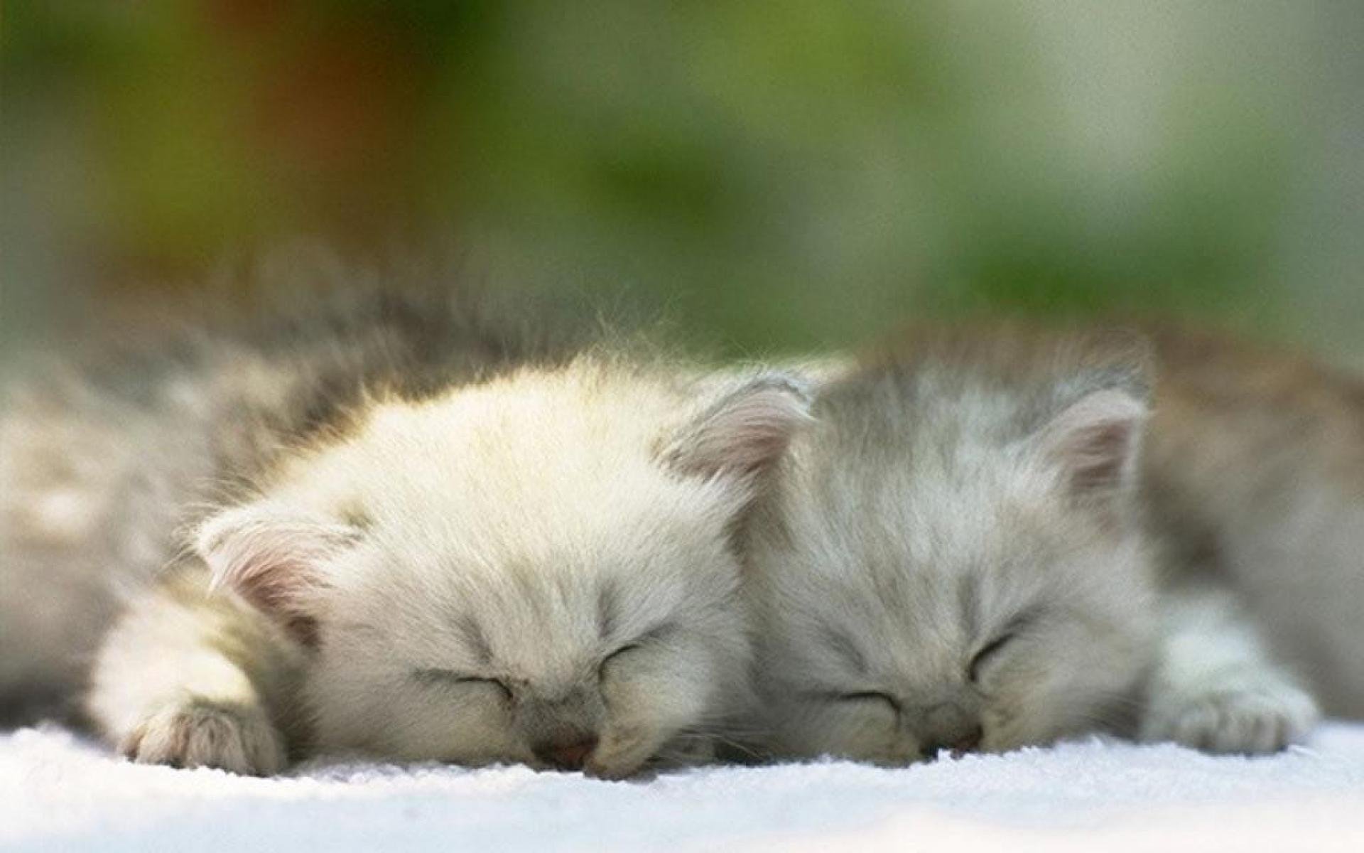 Красивые спящие котята