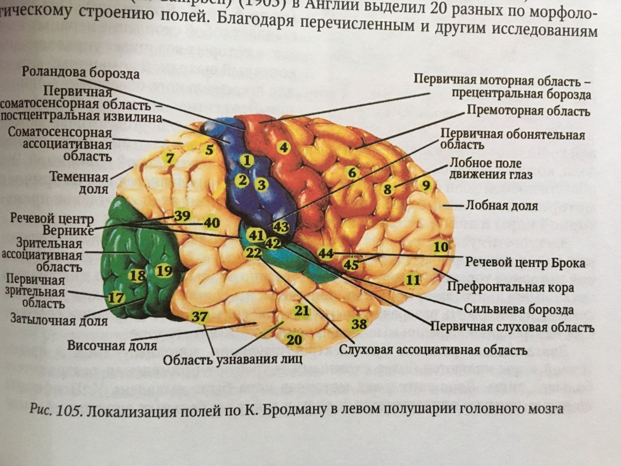 Центральная извилина мозга. Сильвиева борозда мозга. Головной мозг борозды роландова. Доли борозды и извилины мозга. Борозды доли извилины коры головного мозга.