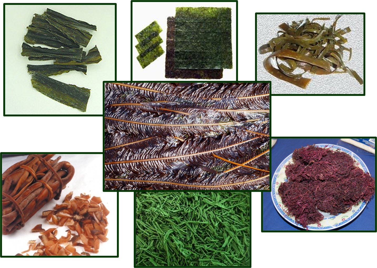 Водоросли еда. Съедобные водоросли. Морские водоросли еда. Съедобные водоросли названия.