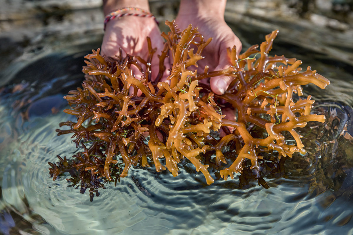 Ламинария съедобна. Морские водоросли ламинария. Бурые водоросли ламинария. Ламинария красная морская водоросль. Уми Будо водоросли.