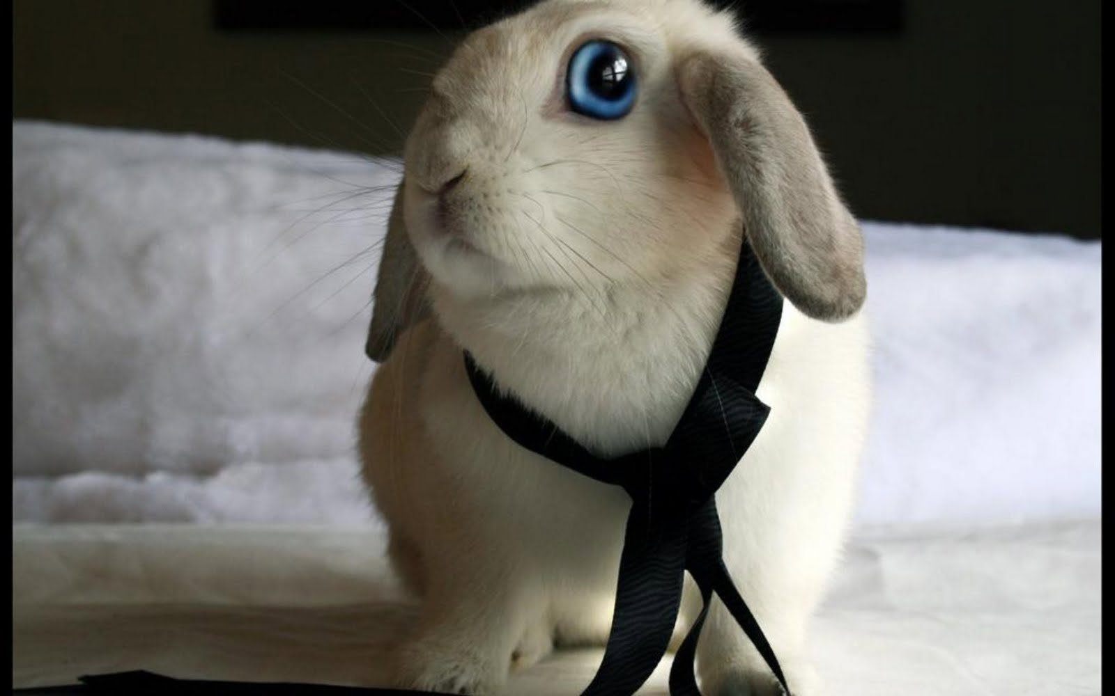 Кролик с большими глазами